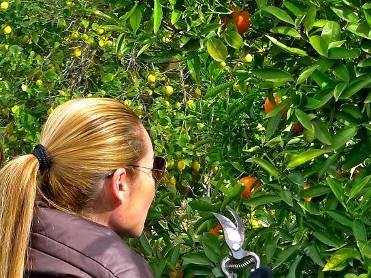 Tour de los citricos