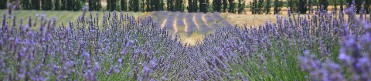CAMPOS DE LAVANDA, LAVAND�N Y ESPLIEGO