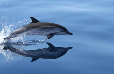 EXCITING WAYS TO SEE THE WILDLIFE OF THE REGION OF MURCIA! EXCITING WAYS TO SEE THE WILDLIFE OF THE REGION OF MURCIA!