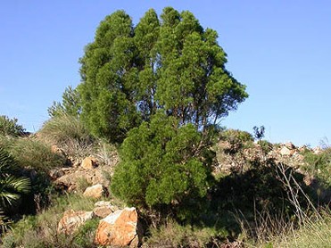 SIERRA DE LA MUELA, CABO TI�OSO Y ROLD�N