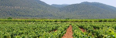 VALLE DEL ACENICHE
