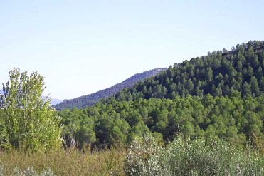 PARAJE DEL PORTUGAL�S - VENTA DEL PINO