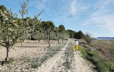 Apicultor por un d�a - experiencia 1001 sabores de la Regi�n de Murcia