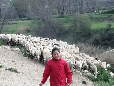 Conctate entre ovejas con daniel gonzlez en la Finca oicas, en archivel (Murcia)