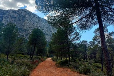 SENDERO DE LA UMBR�A DEL BOSQUE DE ESPU�A
