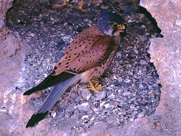 SIERRA DEL CARCHE