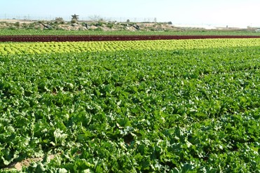 Green Route. From the Seed to the Dish