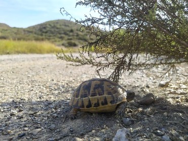 Rincones ex�ticos y salvajes de la costa Murciana. ruta en bici por �guilas.