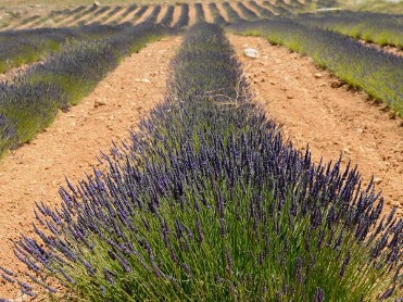 CAMPOS DE LAVANDA, LAVAND�N Y ESPLIEGO