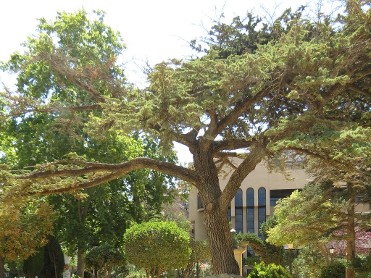 PARQUE MUNICIPAL DE LA CONSTITUCI�N