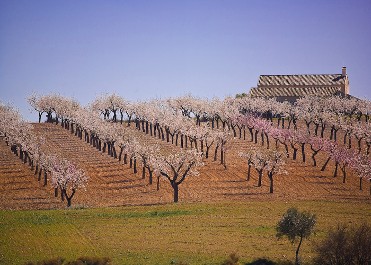 LOS PAISAJES AGRARIOS. PAISAJES DE SECANO.
