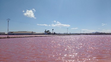 Salinas San Pedro del pinatar, paseando entre flamencos