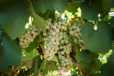 Cata inaugural: nuevas variedades Blancas descendientes de monastrell adaptadas a clima c�lido - 18:15h
