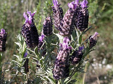 SIERRA DEL CARCHE