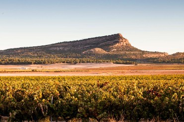 BODEGAS CONDE DE MONTORN�S