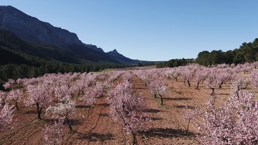 RUTA A PIE INMERSOS EN LA FLORACIN CASAS NUEVAS