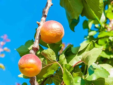 BLANCA Y SU HUERTA BLANCA Y SU HUERTA