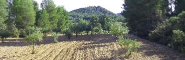 PARAJE DEL PORTUGAL�S - VENTA DEL PINO