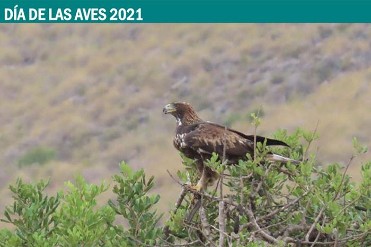 Los ambientes de las aves en Calblanque Los ambientes de las aves en Calblanque