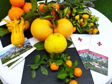 TOUR DE LOS CTRICOS EN LA JOYA DEL VALLE DE RICOTE+MEN AZAHAR EN JARDINES DE VILLANUEVA
