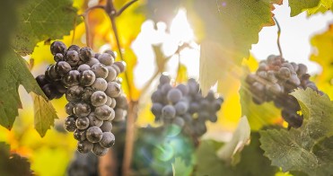 VISITA TOLMO DE MINATEDA MATAVENDIMIA JUMILLA - 10.30H