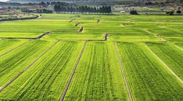 Visit the rice fields of Calasparra this year!