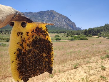 EXPERIENCIA DE APICULTURA EN BULLAS