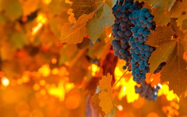 BODEGAS SILVANO GARCIA