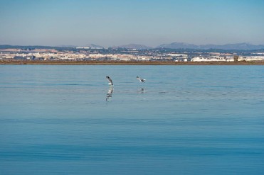 ECOSISTEMA DE LAS SALINAS E INDUSTRIA DE LA SAL