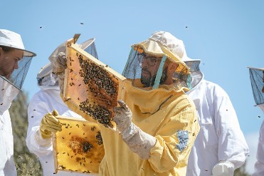 BEEKEEPING EXPERIENCE IN BULLAS. WOULD YOU LIKE TO DO SOMETHING SWEETLY DIFFERENT?