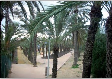 PALMERAL DE CABO DE PALOS