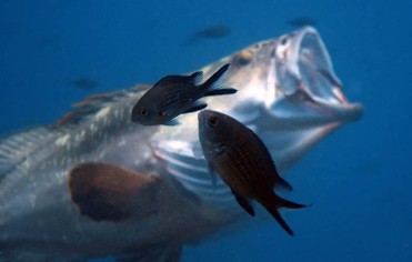 DIVING IN CABO DE PALOS AND THE MARINE RESERVE OF ISLAS HORMIGAS AND ISLA GROSA