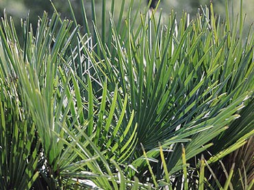SIERRA DE LA MUELA, CABO TI�OSO Y ROLD�N