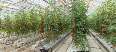  conoce y prueba las microalgas y los tomates cherry de cultivo hidropónico  Lorquí