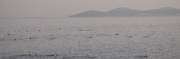 ESPACIOS ABIERTOS E ISLAS DEL MAR MENOR