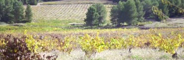 PARAJE DEL PORTUGAL�S - VENTA DEL PINO