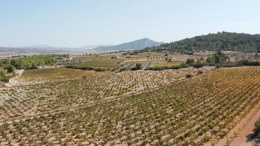 MONTE ARAB� AL ATARDECER Y CATA EN BODEGAS CASTA�O 