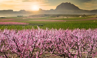 FINCA LA FLORACI�N BAJO LAS ESTRELLAS