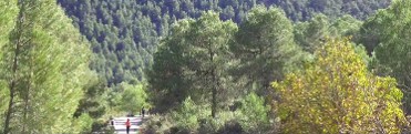 PARAJE DEL PORTUGAL�S - VENTA DEL PINO