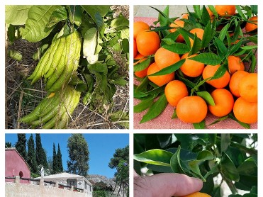 TOUR DE LOS CITRICOS
