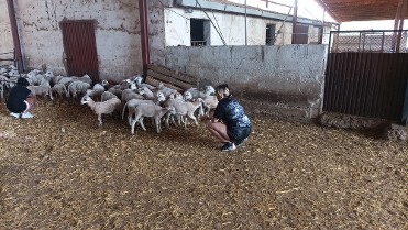 Con�ctate entre ovejas con Alfonso&lola en caser�o 