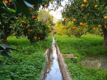 ALMUERZO LEMON EXPERIENCE+RUTA DE CTRICOS Y SISTEMA DE RIEGO TRADICIONAL EN LA HUERTICA DE MACU