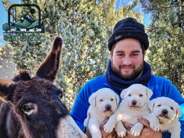 Con�ctate entre ovejas con Alfonso&lola en caser�o 
