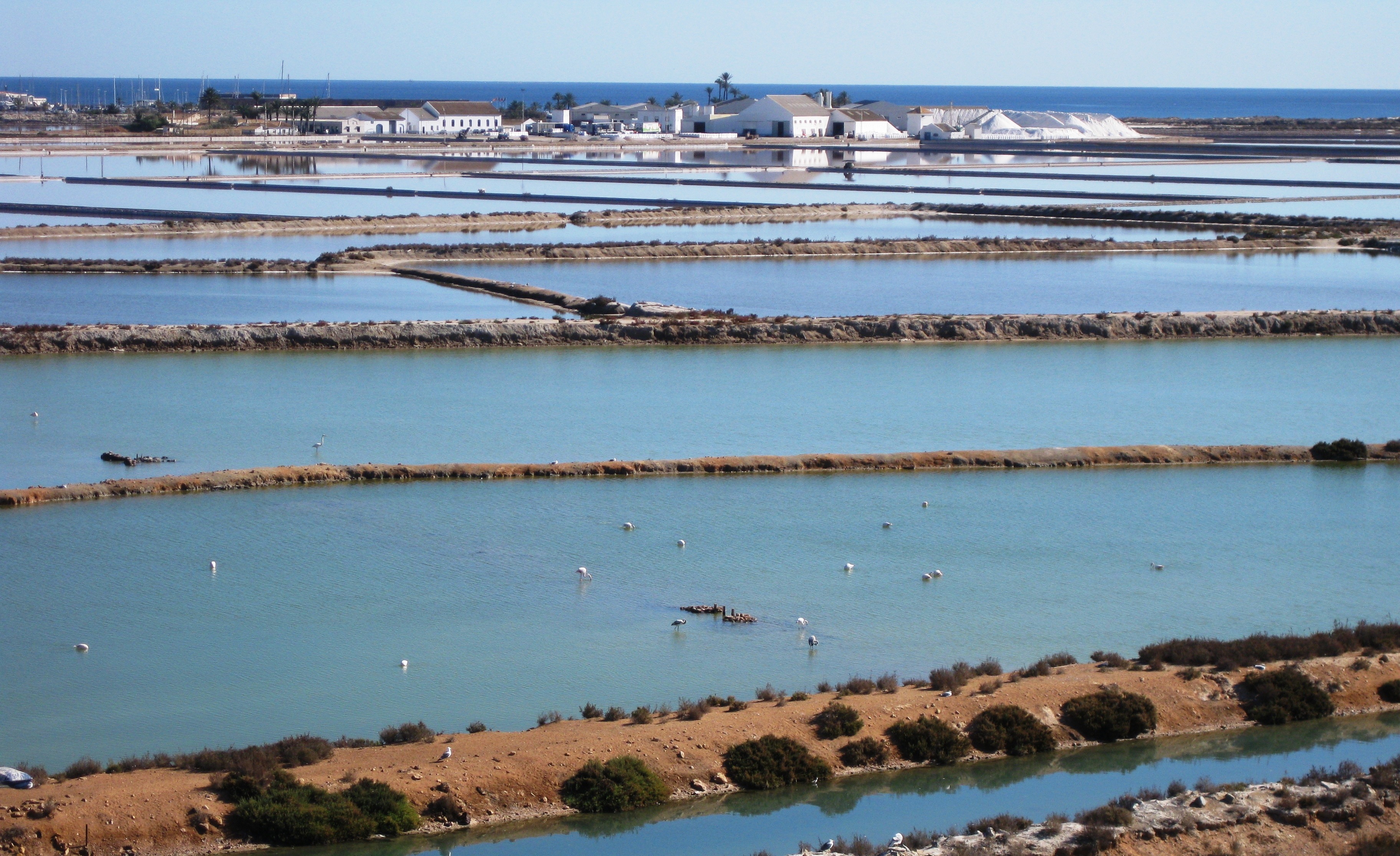 VIDA EN EL MUNDO DE LA SAL