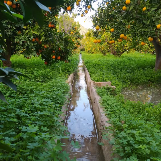 ALMUERZO LEMON EXPERIENCE+RUTA DE CTRICOS Y SISTEMA DE RIEGO TRADICIONAL EN LA HUERTICA DE MACU